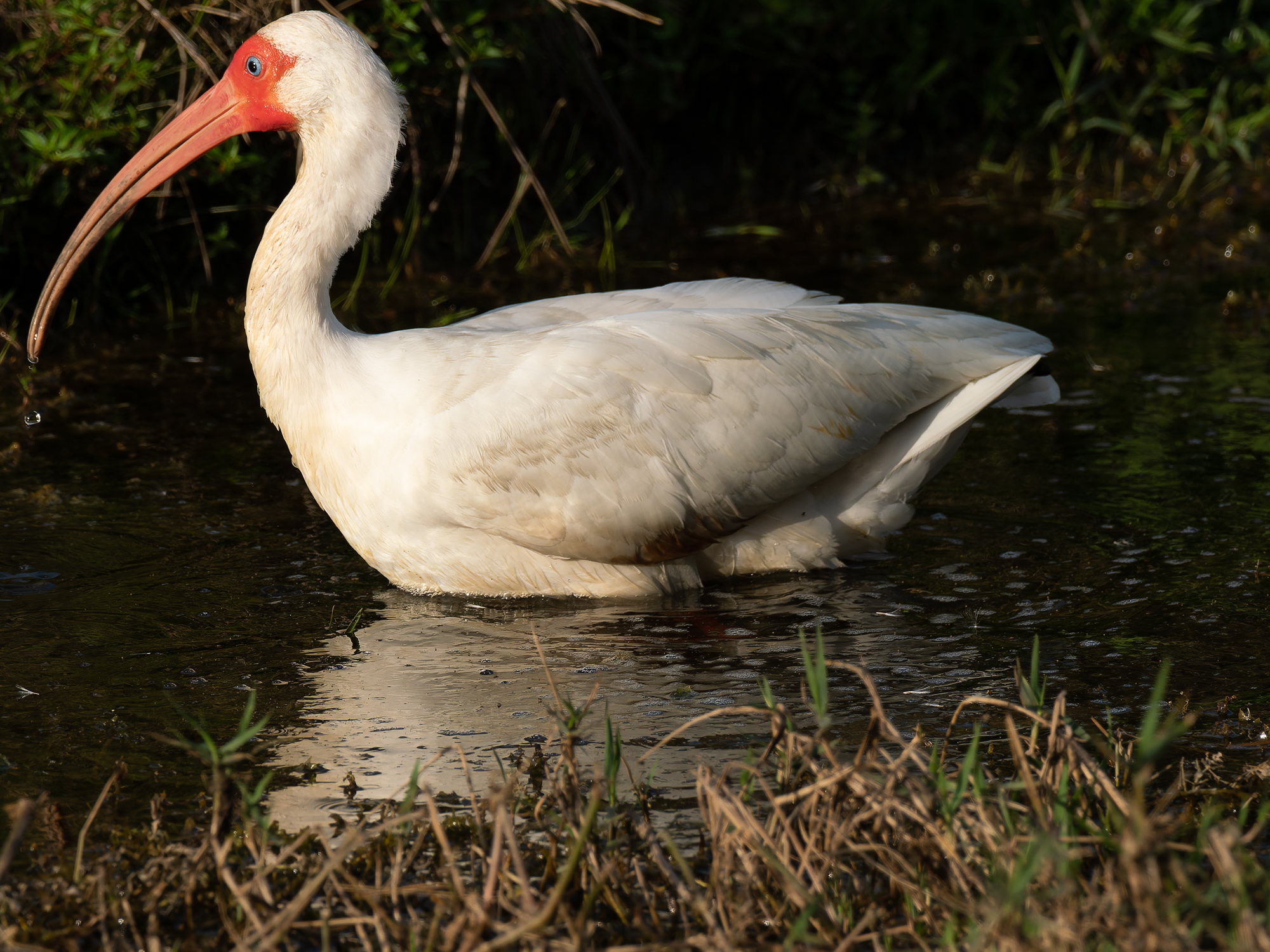 Witte ibis (Eudocimus albus)